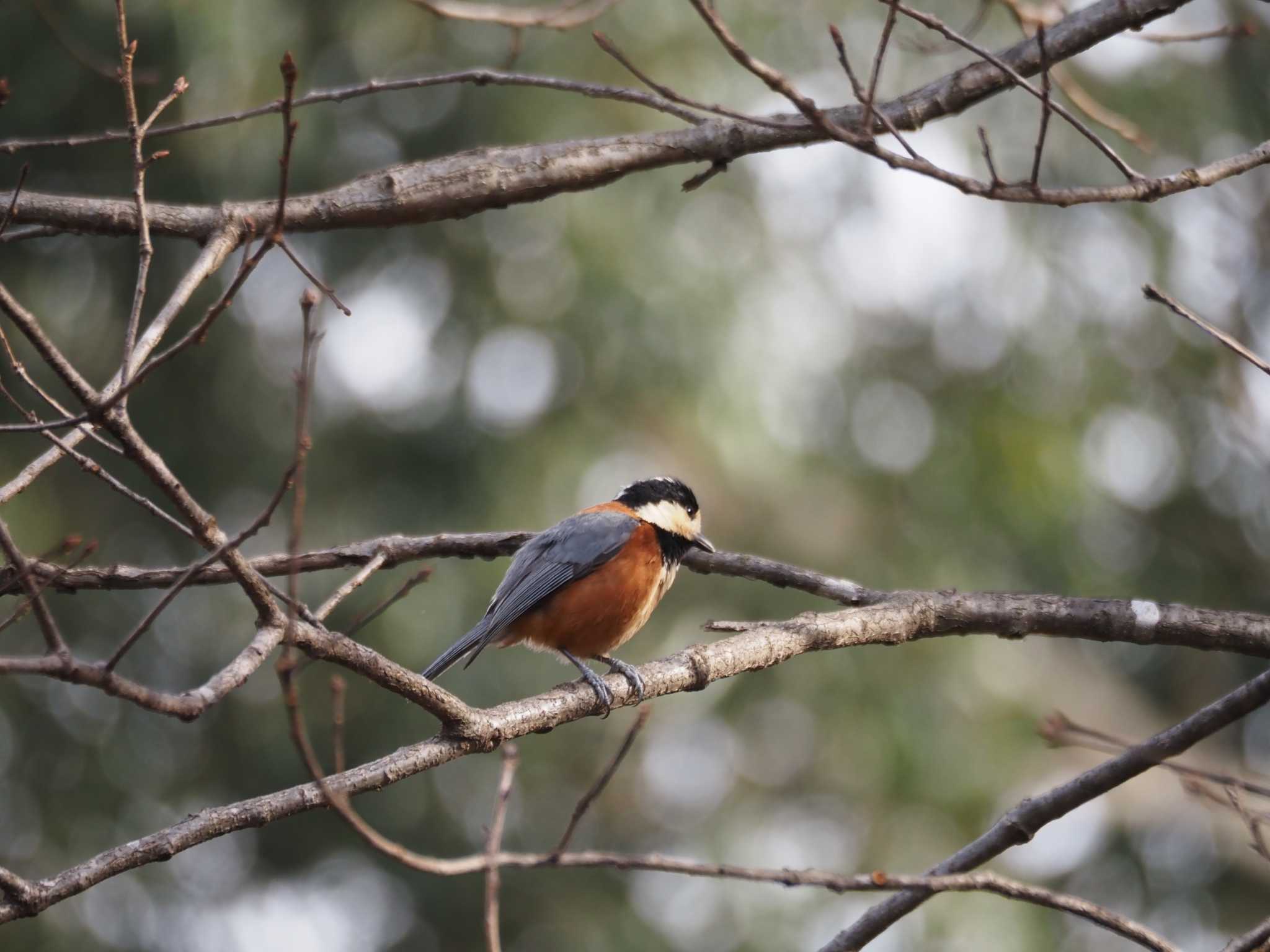 Photo of Varied Tit at Kasai Rinkai Park by Masa