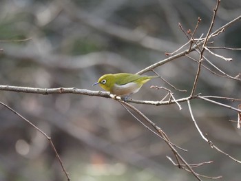 Warbling White-eye Kasai Rinkai Park Sat, 1/16/2021