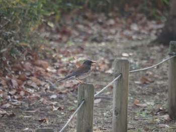 Pale Thrush Kasai Rinkai Park Sat, 1/16/2021