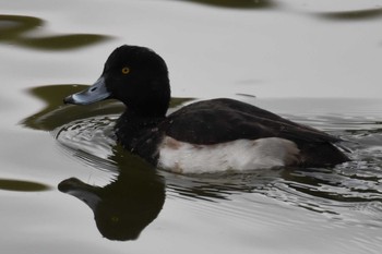 2021年1月16日(土) 明石公園の野鳥観察記録