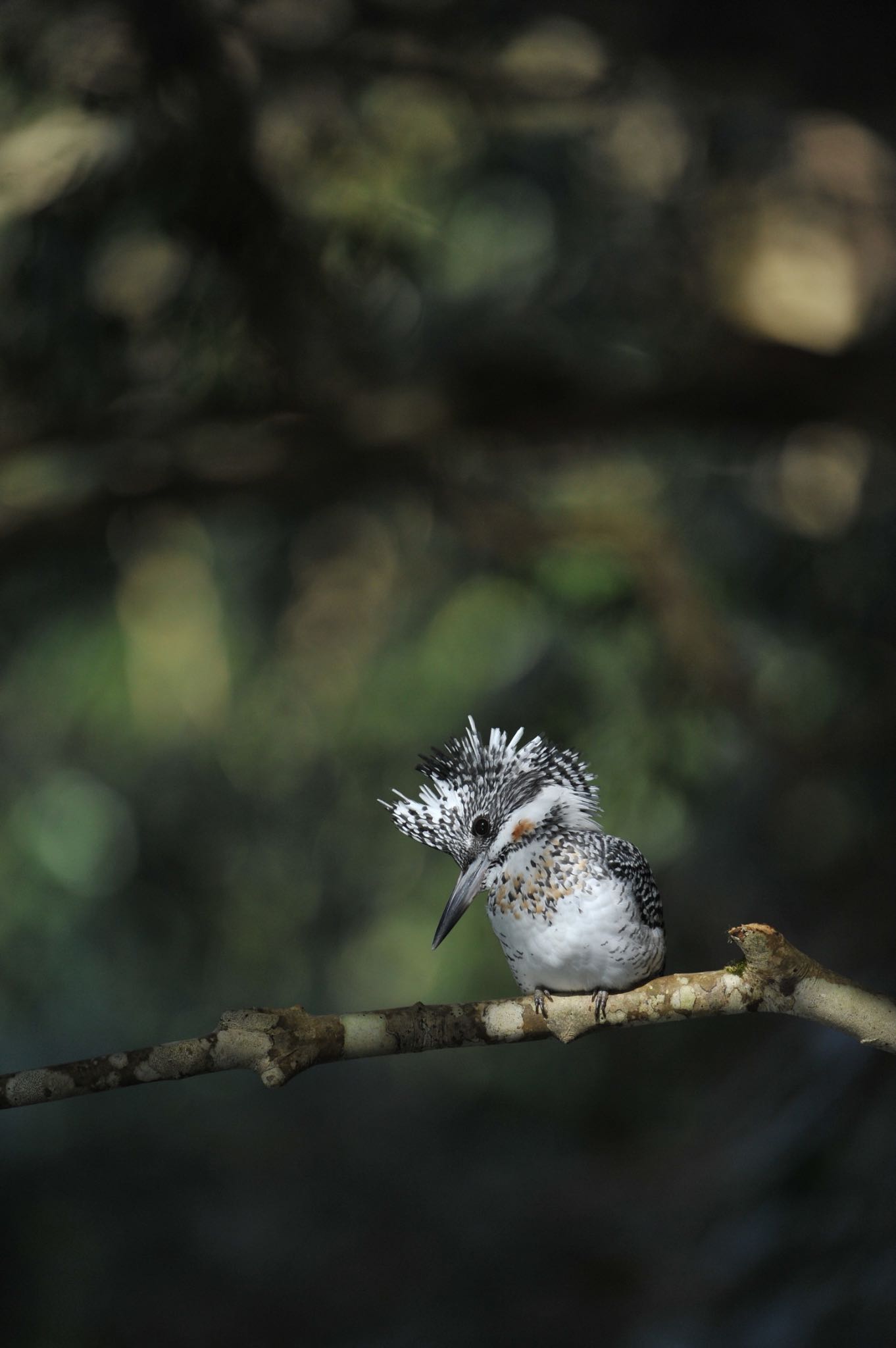 Untitled Photo by アカウント558