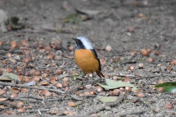 ジョウビタキ 明石公園 2021年1月16日(土)