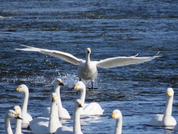 Tundra Swan Unknown Spots Sat, 1/9/2021