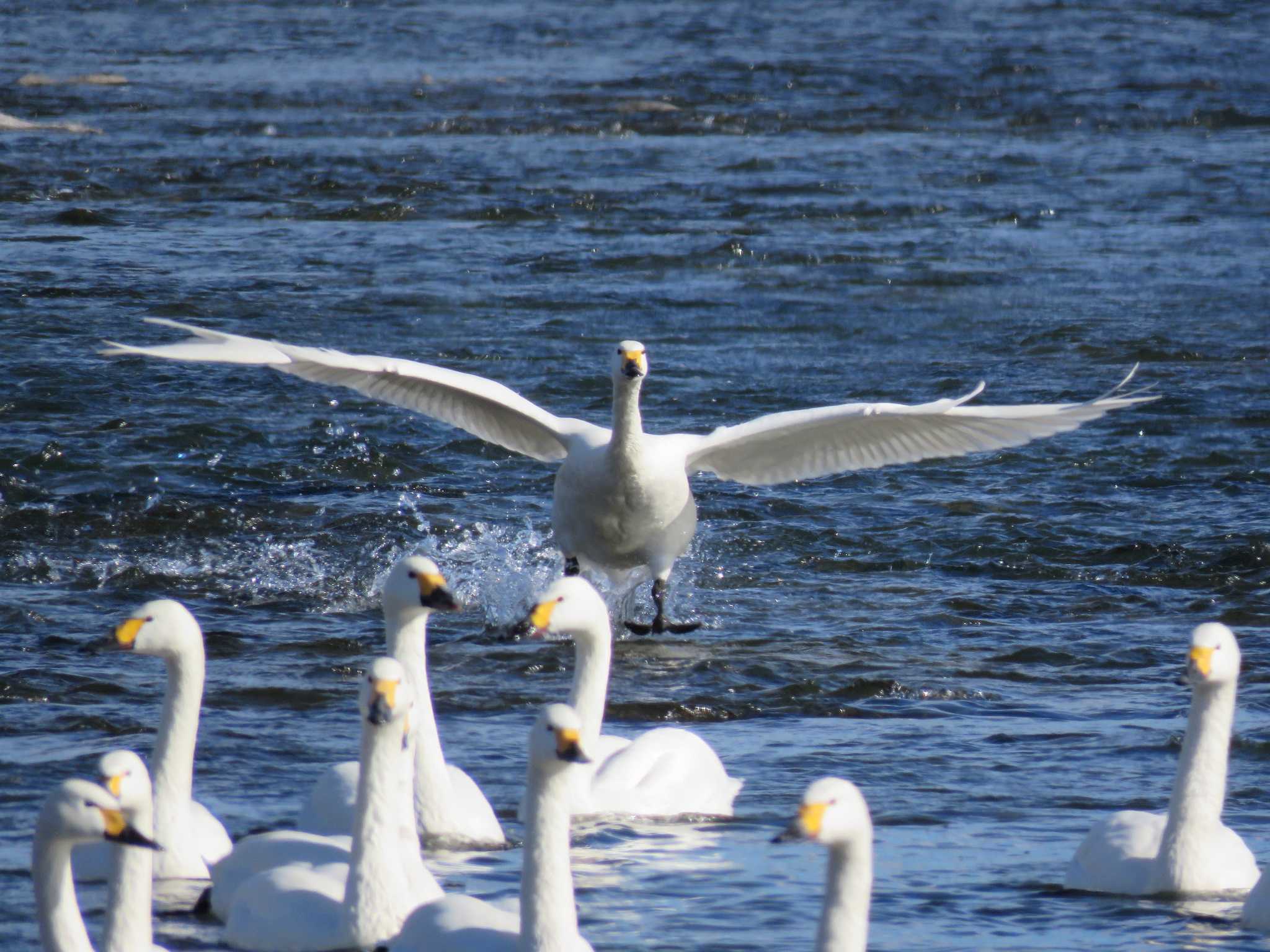 Photo of Tundra Swan at  by Bo-zai