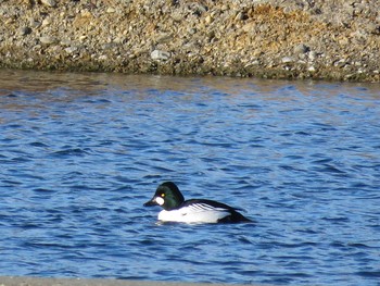 Common Goldeneye Unknown Spots Fri, 1/8/2021