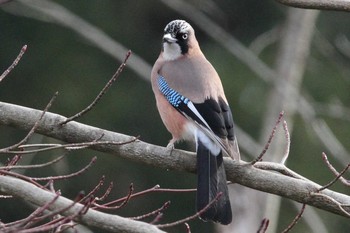 Eurasian Jay 福島県 Sat, 1/16/2021