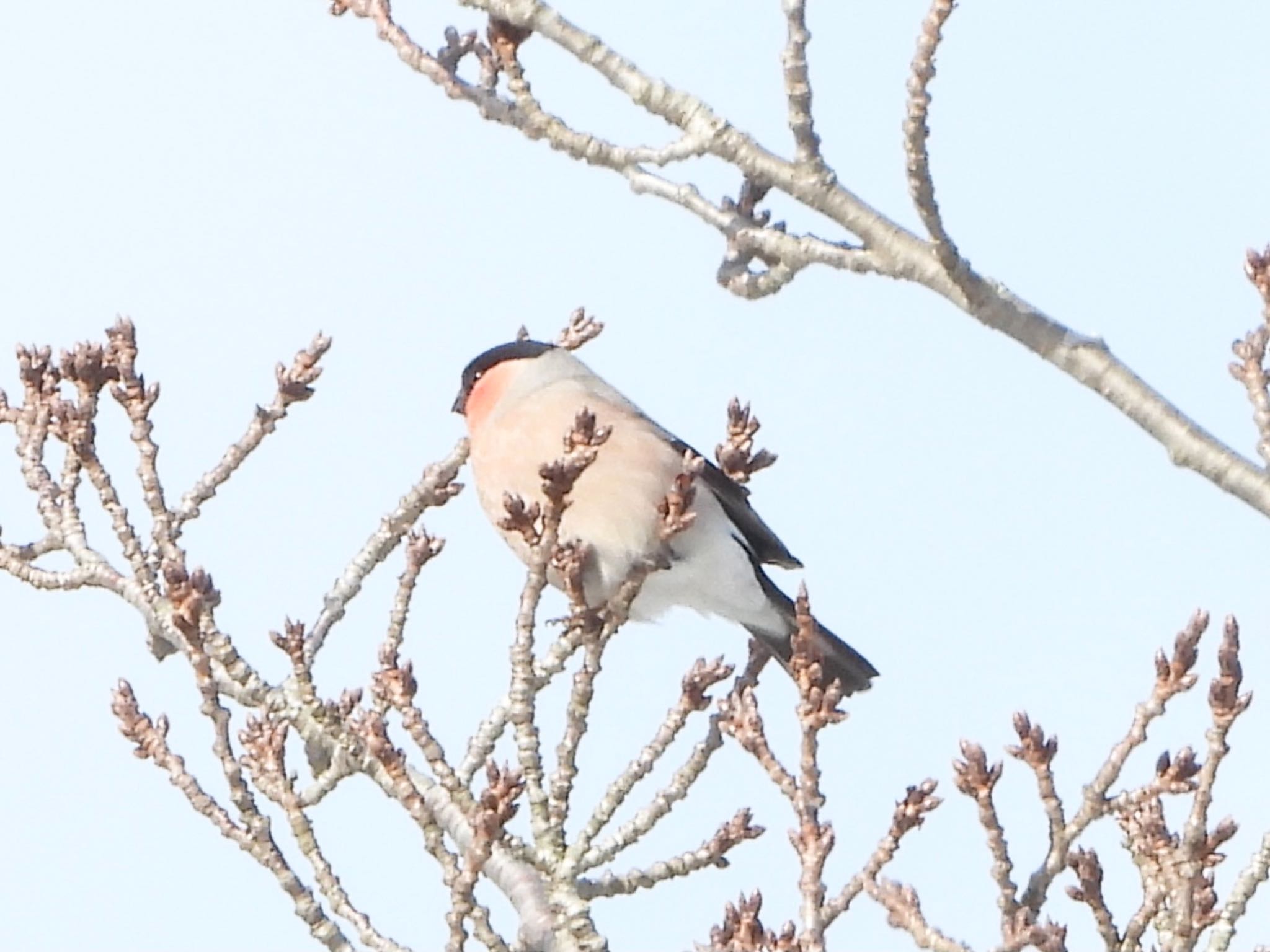 Photo of Eurasian Bullfinch(rosacea) at 青森市野木和公園 by 雪じい