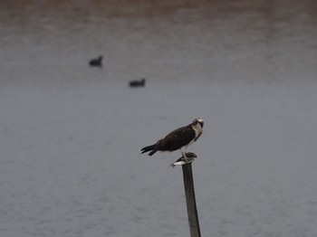 ミサゴ 大阪南港野鳥園 2021年1月16日(土)