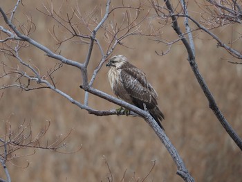 ノスリ 大阪南港野鳥園 2021年1月16日(土)