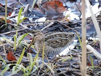 タシギ 北本自然観察公園 2021年1月16日(土)