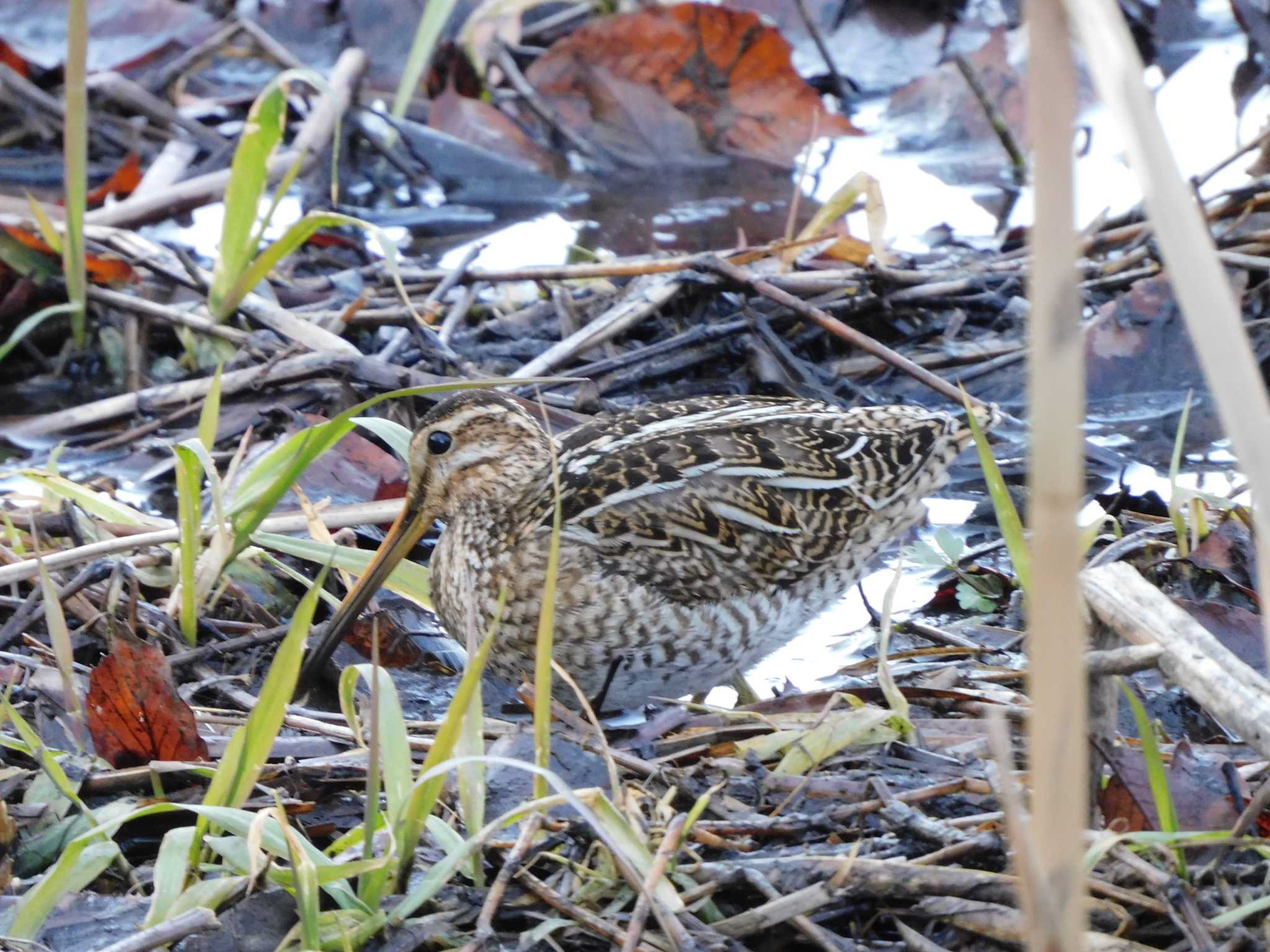 北本自然観察公園 タシギの写真 by ななほしてんとうむし