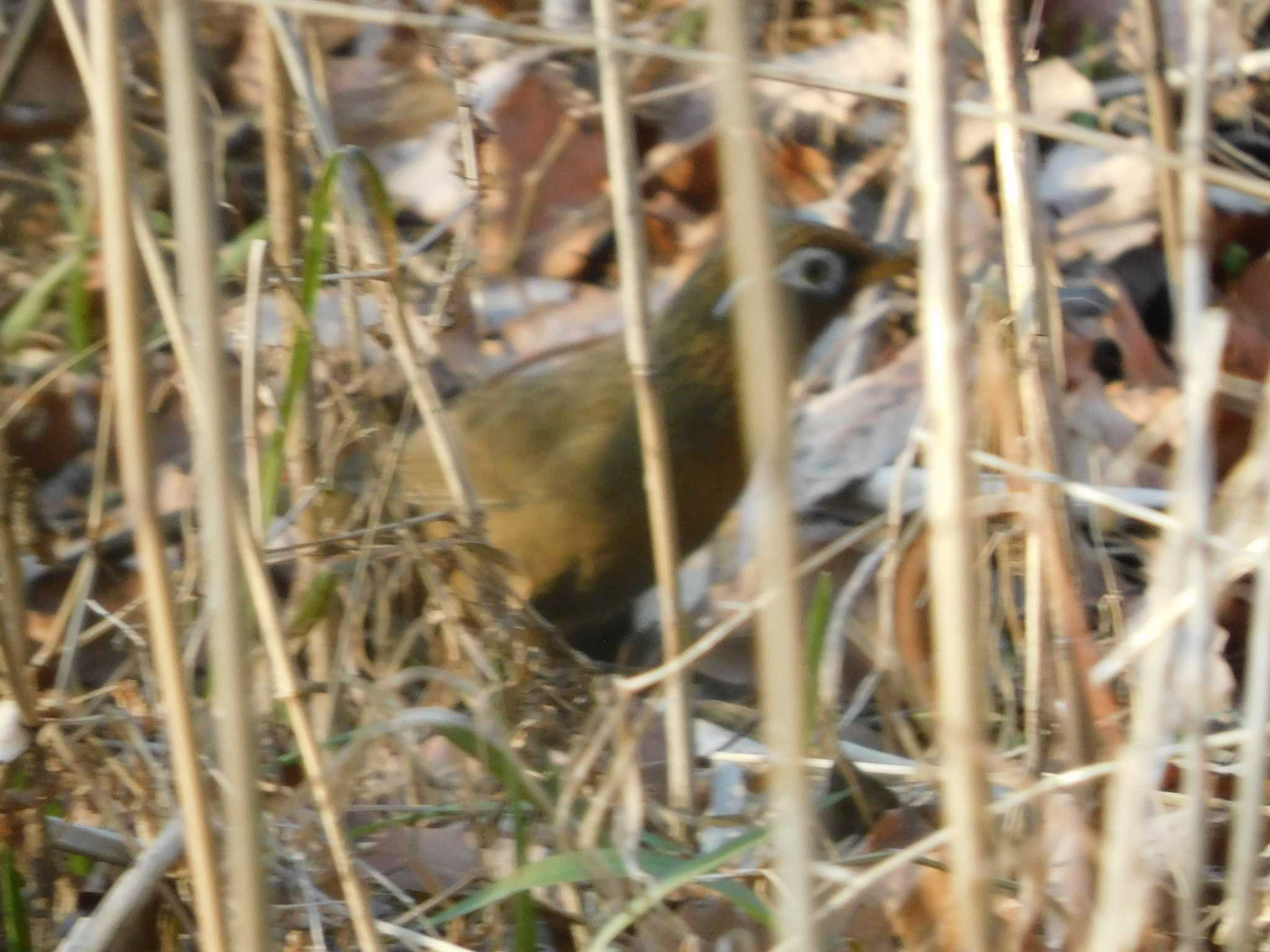 北本自然観察公園 ガビチョウの写真 by ななほしてんとうむし