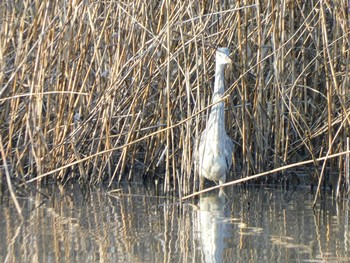 アオサギ 北本自然観察公園 2021年1月16日(土)