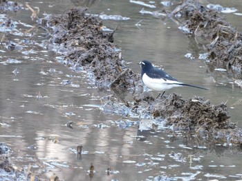 セグロセキレイ 北本自然観察公園 2021年1月16日(土)