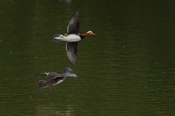 Mandarin Duck Unknown Spots Mon, 12/7/2020