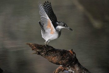 Crested Kingfisher Unknown Spots Sun, 3/8/2015