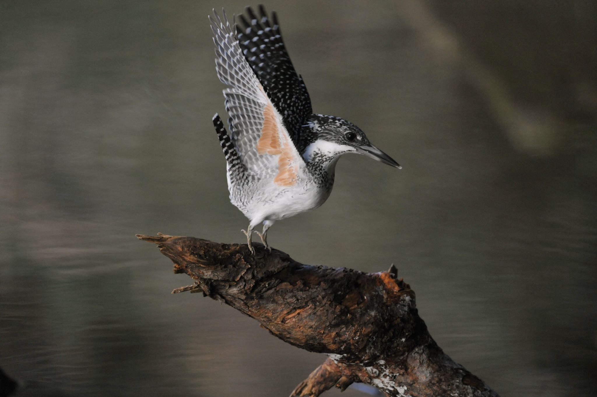 Photo of Crested Kingfisher at 