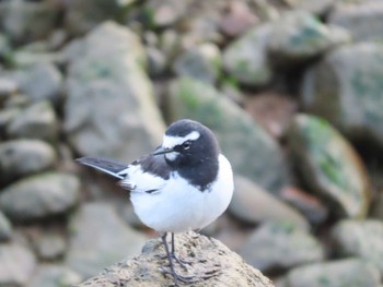 Japanese Wagtail 岡山旭川 Sun, 1/17/2021