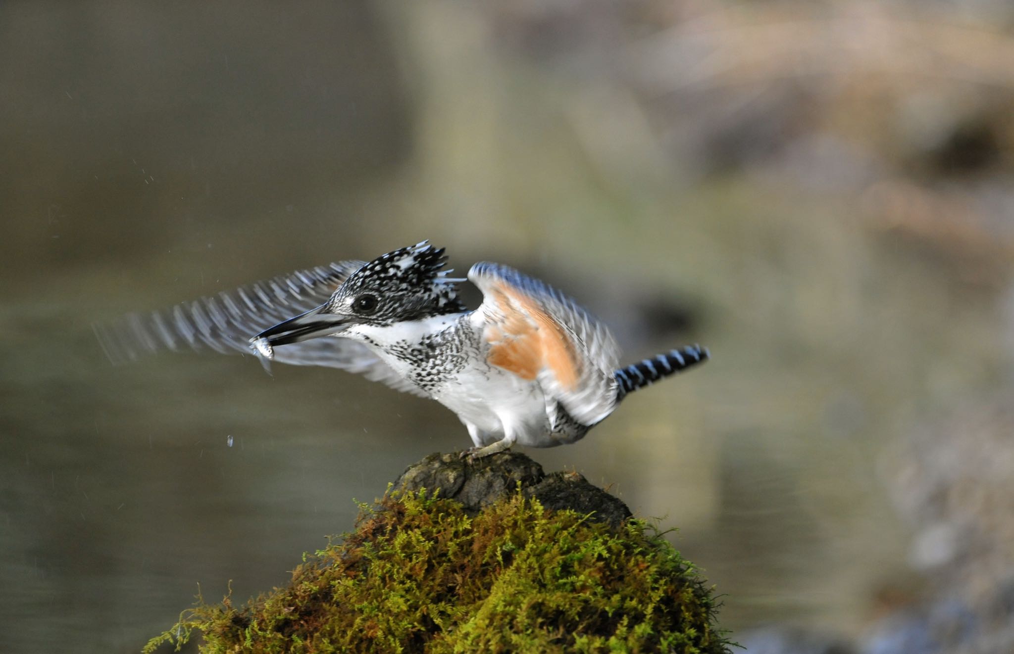 Photo of Crested Kingfisher at 