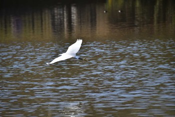 Sat, 12/17/2016 Birding report at 徳生公園