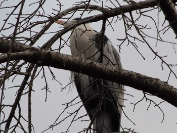 Grey Heron 愛知県森林公園 Sat, 1/16/2021