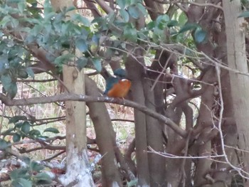 Common Kingfisher 愛知県森林公園 Sat, 1/16/2021