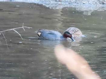 Eurasian Teal 愛知県森林公園 Sat, 1/16/2021