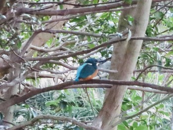 Common Kingfisher 愛知県森林公園 Sat, 1/16/2021