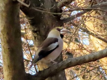 Hawfinch 愛知県森林公園 Sat, 1/16/2021