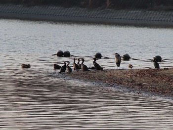 カワウ 愛知県森林公園 2021年1月16日(土)