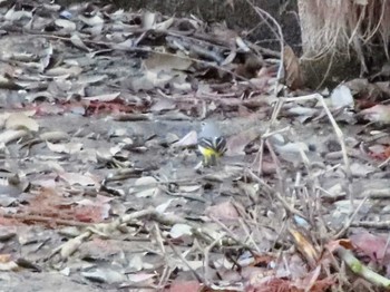 Grey Wagtail 愛知県森林公園 Sat, 1/16/2021