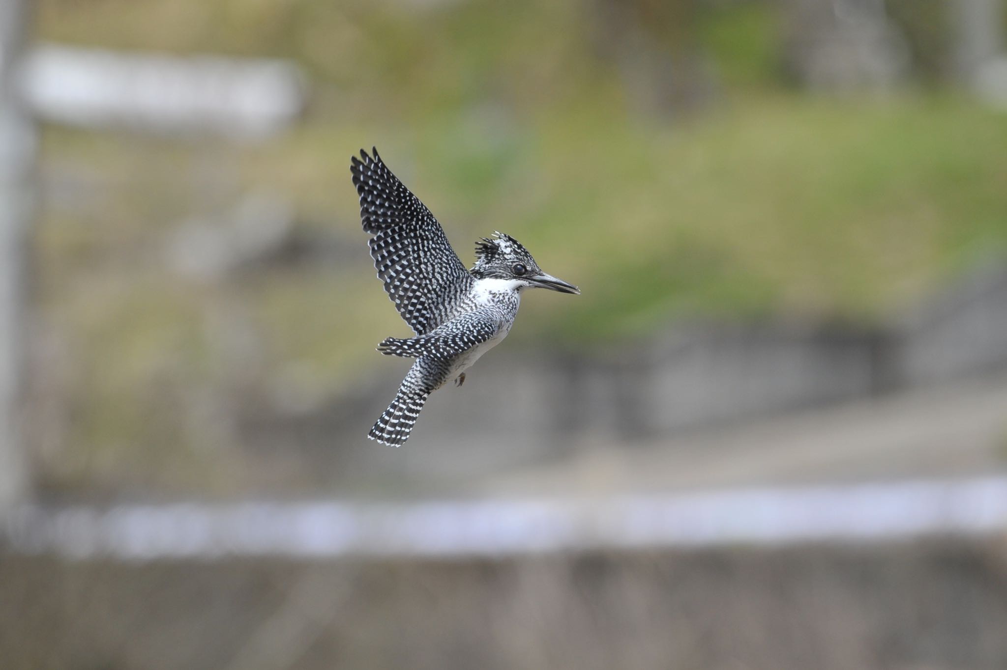 Photo of Crested Kingfisher at 
