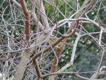 Masked Bunting 愛知県森林公園 Sat, 1/16/2021