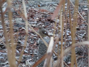 2021年1月16日(土) 愛知県森林公園の野鳥観察記録