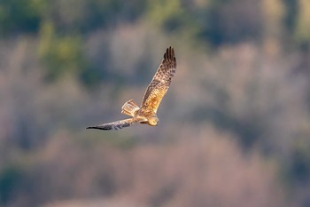 チュウヒ 山口県山口市 2021年1月16日(土)