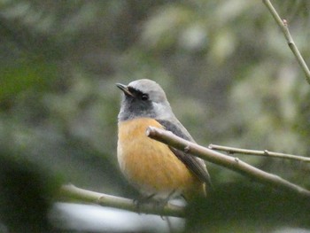 2021年1月15日(金) 東高根森林公園の野鳥観察記録