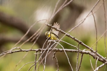 2021年1月16日(土) 浜寺公園の野鳥観察記録