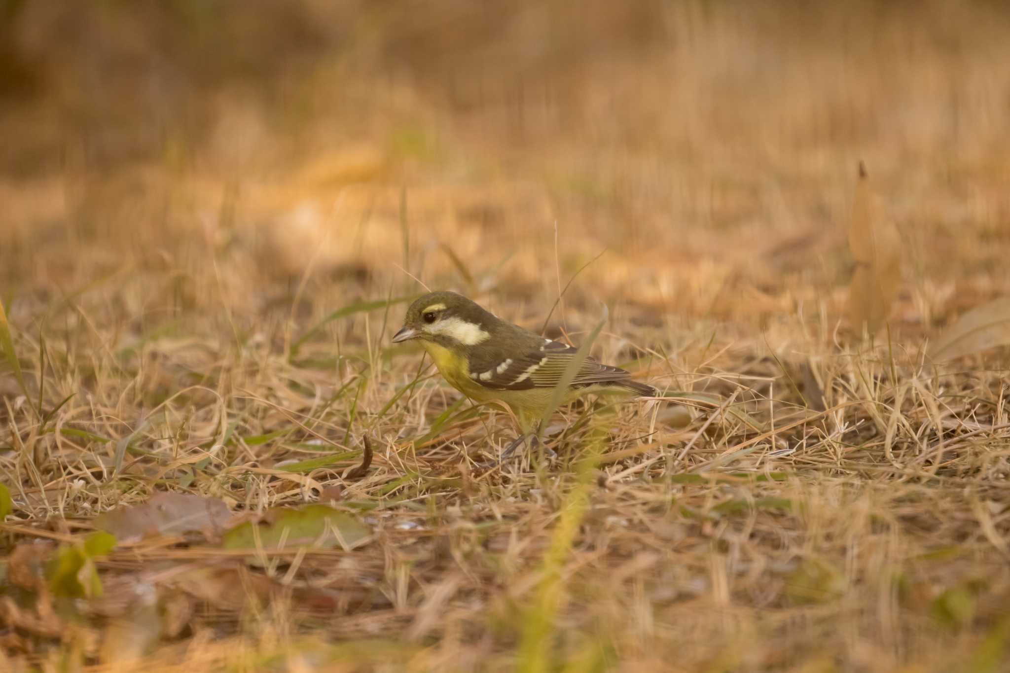 Photo of Yellow-bellied Tit at 浜寺公園 by 明石のおやじ