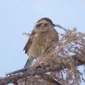 2021年1月17日(日) 真駒内公園の野鳥観察記録