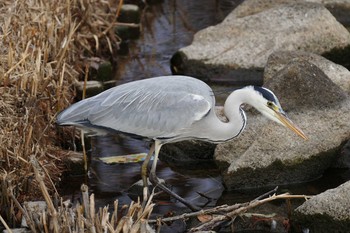 Grey Heron Ukima Park Sun, 1/17/2021