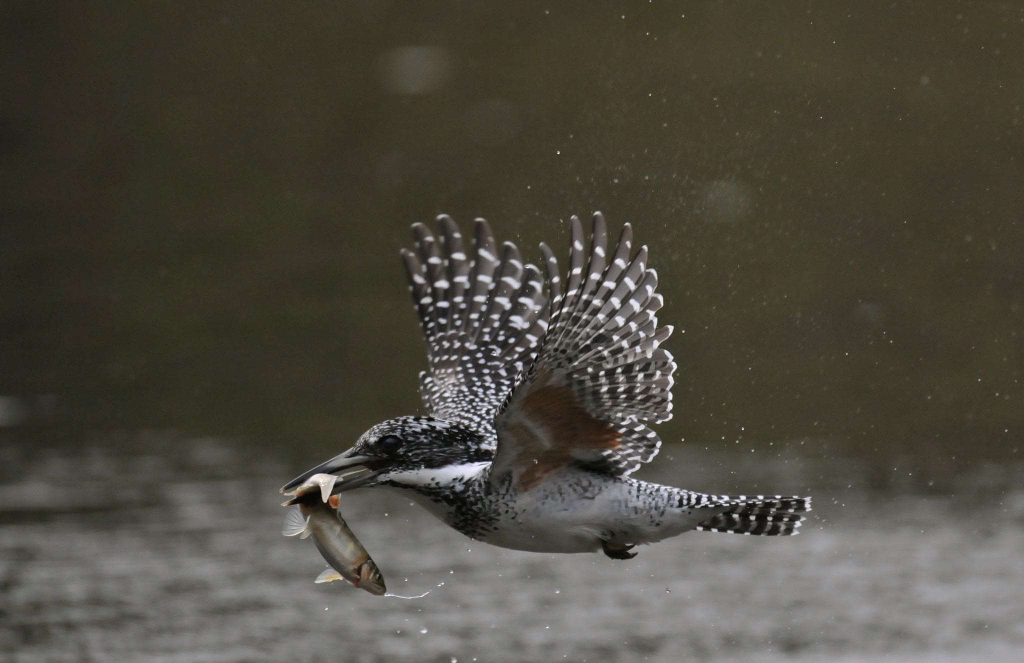 Photo of Crested Kingfisher at 