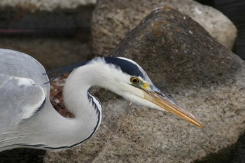 Grey Heron Ukima Park Sun, 1/17/2021