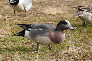 American Wigeon Ukima Park Sun, 1/17/2021