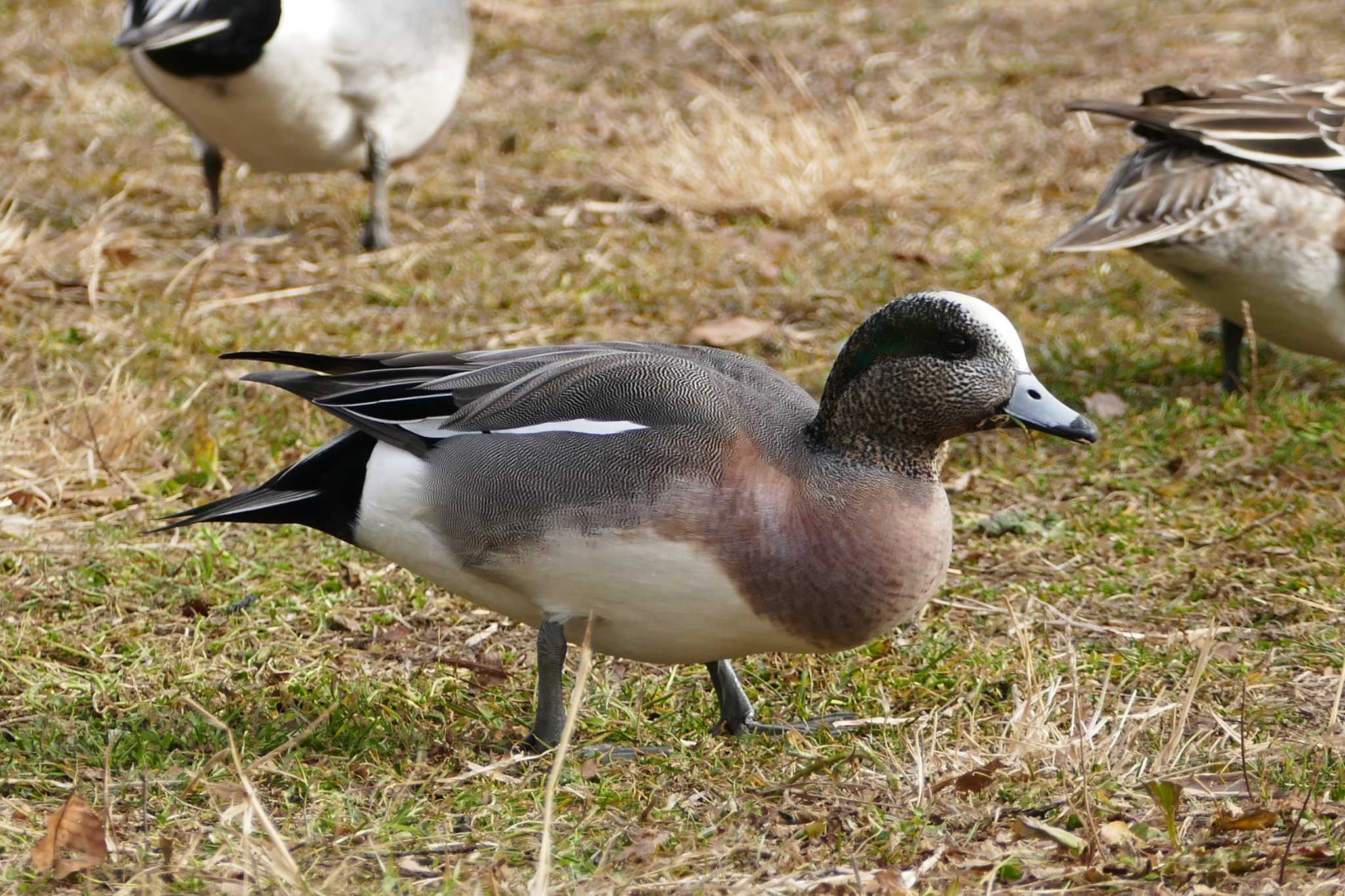 Photo of American Wigeon at Ukima Park by アカウント5509