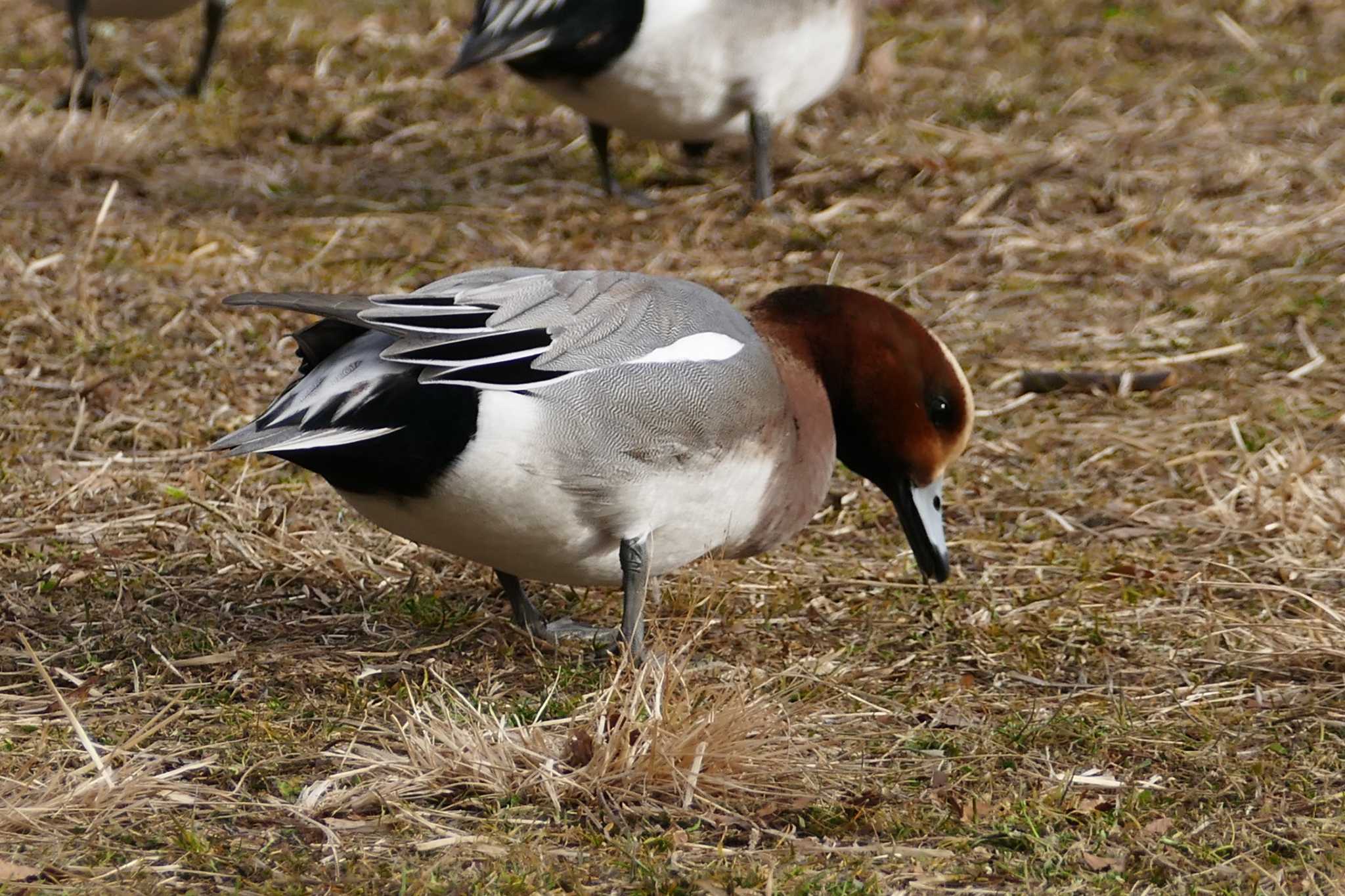 Photo of Eurasian Wigeon at Ukima Park by アカウント5509