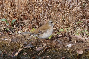 Pale Thrush Ukima Park Sun, 1/17/2021