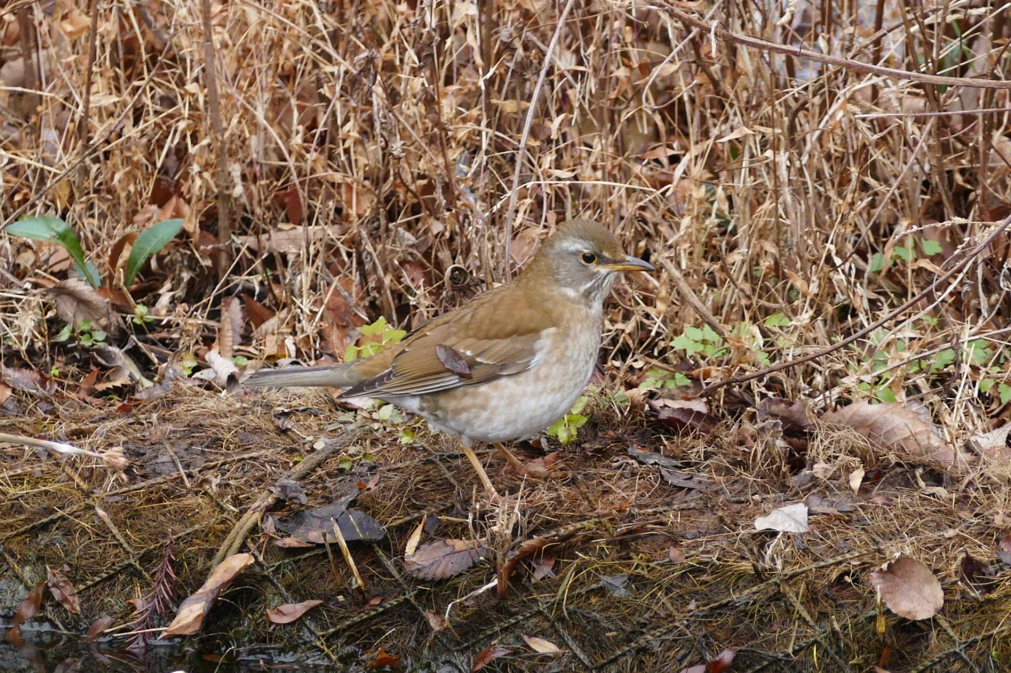 Photo of Pale Thrush at Ukima Park by アカウント5509