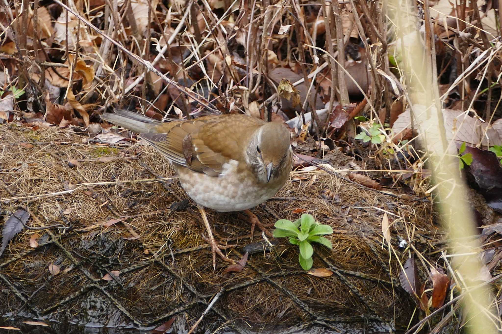 Photo of Pale Thrush at Ukima Park by アカウント5509