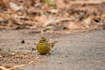 Masked Bunting オオタカの森 Sun, 1/17/2021