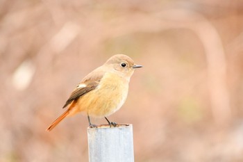 Sun, 1/17/2021 Birding report at オオタカの森